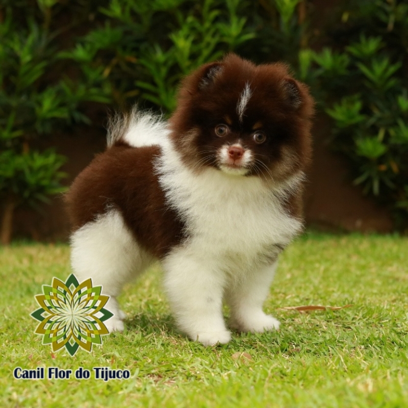 Lulu da Pomerânia Chocolate Mini Valores Aeroporto - Lulu da Pomerânia Chocolate Peludo