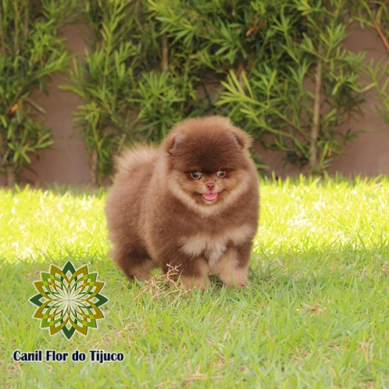 Lulu da Pomerânia Chocolate Peludo Rio Brilhante - Lulu da Pomerânia Chocolate Macho