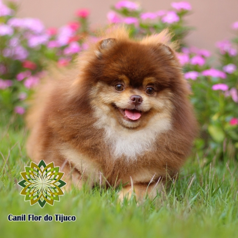 Lulu da Pomerânia Chocolate Pequeno Valença - Lulu da Pomerânia Chocolate Fêmea