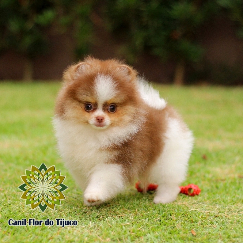 Lulu da Pomerânia Chocolate Valores Parnaíba - Lulu da Pomerânia Chocolate Macho