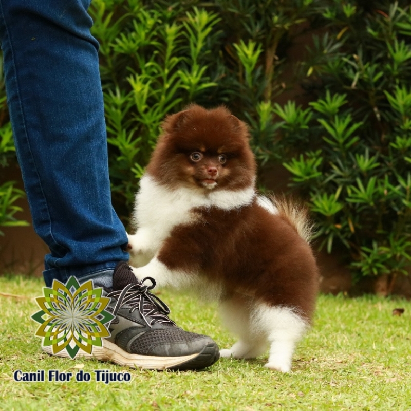 Lulu da Pomerânia Chocolate Jacundá - Lulu da Pomerânia Chocolate Peludo