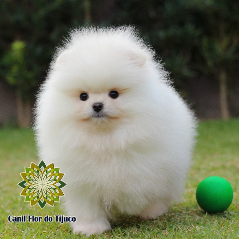 Lulu da Pomerânia Cor Branca Preços Ilhéus - Lulu da Pomerânia Branco Anão