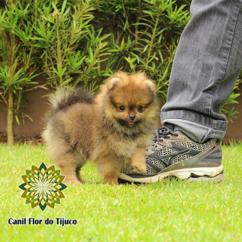 Lulu da Pomerânia Cor Laranja Cotação ão Miguel das Missões - Lulu da Pomerânia Laranja Fêmea