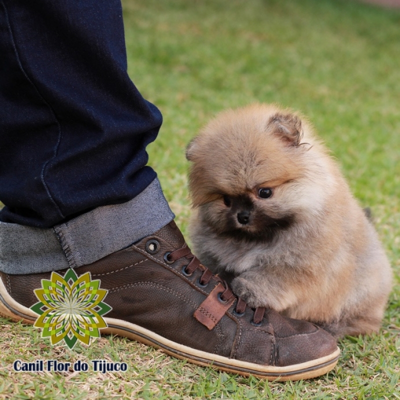 Lulu da Pomerânia Cor Laranja Mini Cotação Jaçanã - Lulu da Pomerânia Laranja Mini