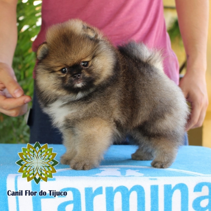 Lulu da Pomerânia Cor Laranja Mini Campo Grande - Lulu da Pomerânia Laranja