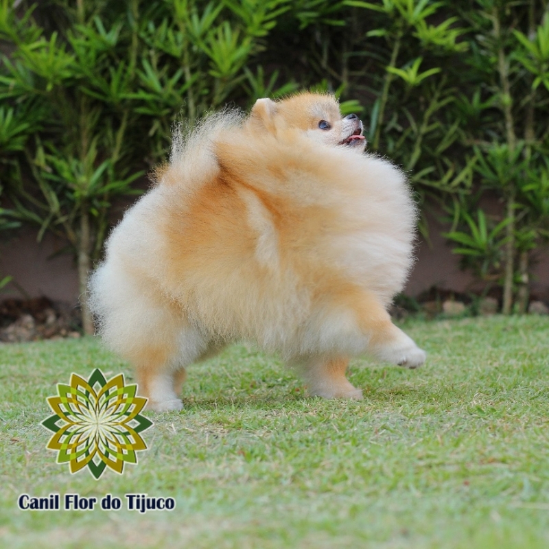 Lulu da Pomerânia Cor Laranja Amazonas - Lulu da Pomerânia Laranja Mini