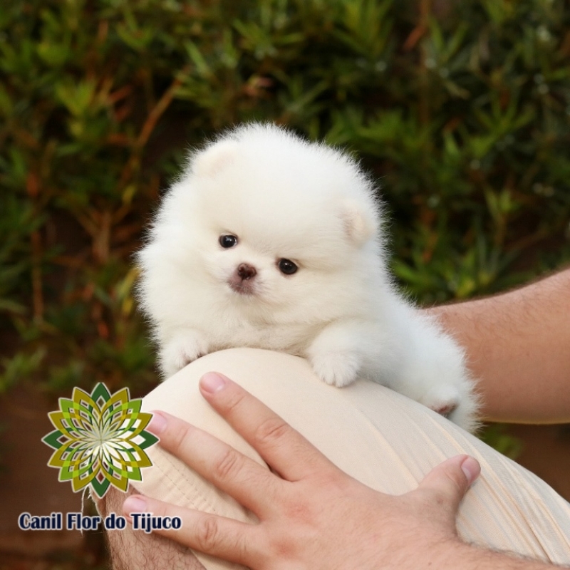 Lulu da Pomerânia Creme Anão Alto Alegre - Lulu da Pomerânia Creme Micro