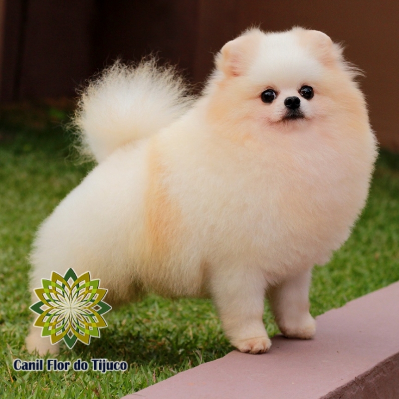 Lulu da Pomerânia Creme e Branco Preço Paranaíba - Lulu da Pomerânia Creme