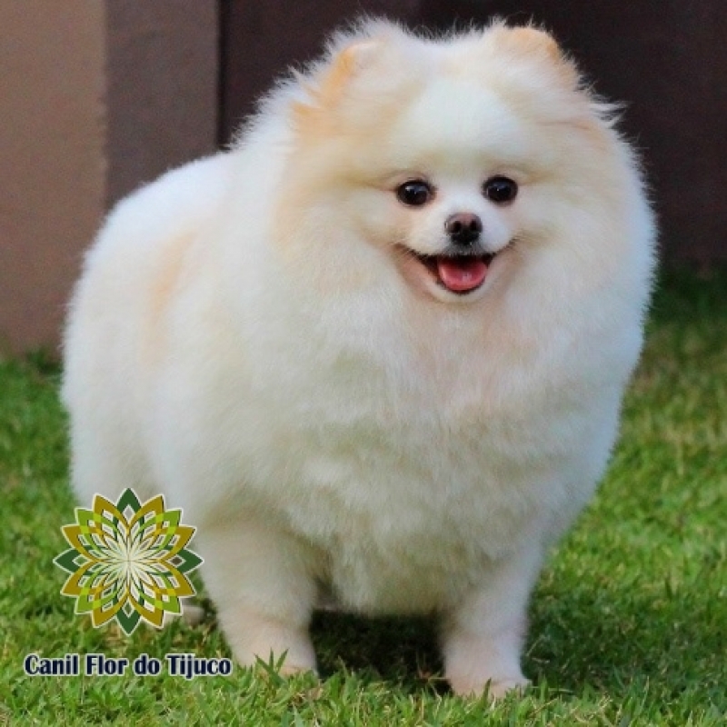 Lulu da Pomerânia Creme e Branco Morumbi - Lulu da Pomerânia Creme Anão