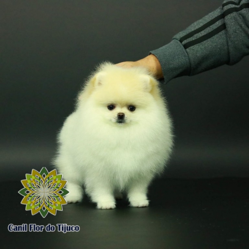 Lulu da Pomerânia Creme Fêmea Preço Campo Bom - Lulu da Pomerânia Creme Filhote