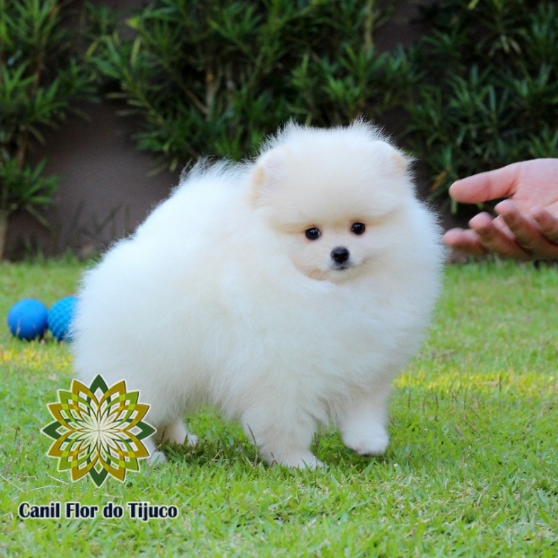 Lulu da Pomerânia Creme Fêmea Parnaíba - Lulu da Pomerânia Creme Mini