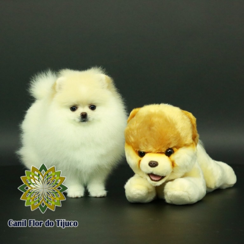 Lulu da Pomerânia Creme Filhote Preço Caparaó - Lulu da Pomerânia Creme Macho