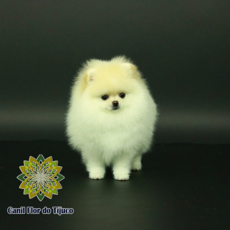 Lulu da Pomerânia Creme Macho Preço São Paulo de Olivença - Lulu da Pomerânia Creme Macho