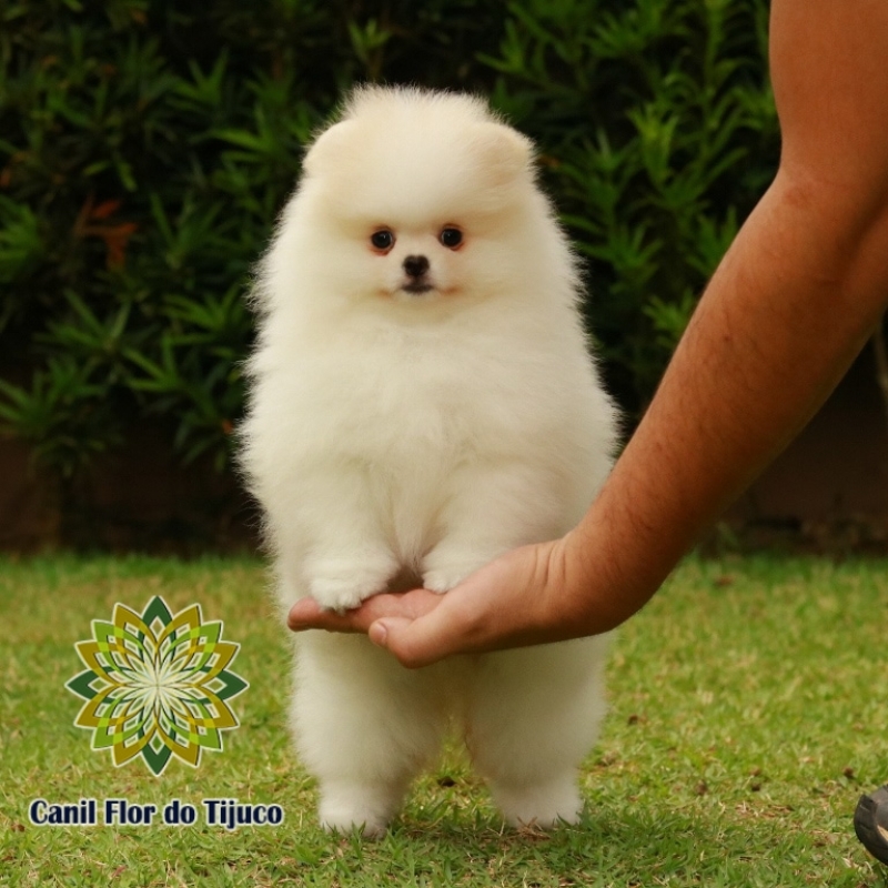 Lulu da Pomerânia Creme Macho Jaçanã - Lulu da Pomerânia Creme Fêmea