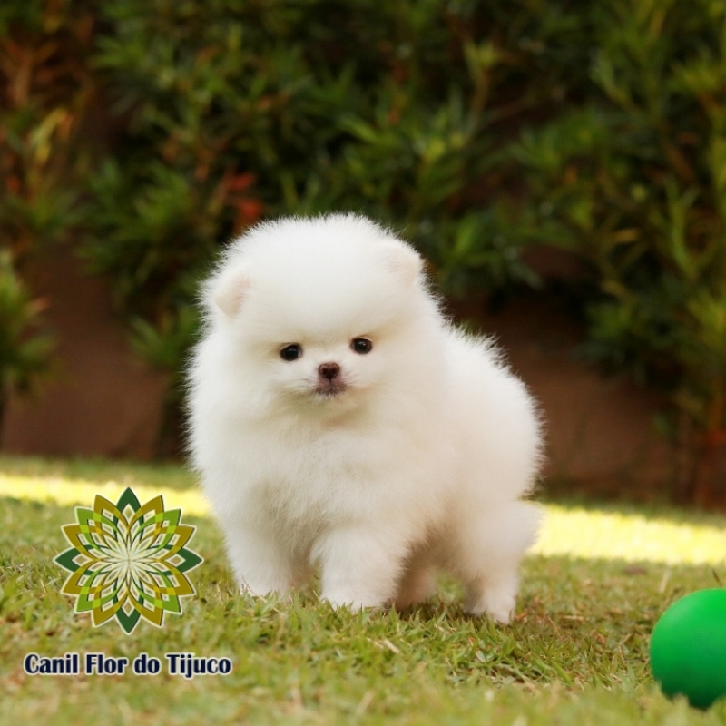 Lulu da Pomerânia Creme Micro Jardim Guedala - Lulu da Pomerânia Creme Filhote