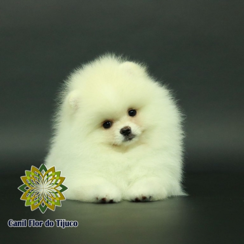 Lulu da Pomerânia Creme Mini Preço Caratinga - Lulu da Pomerânia Creme Pequeno