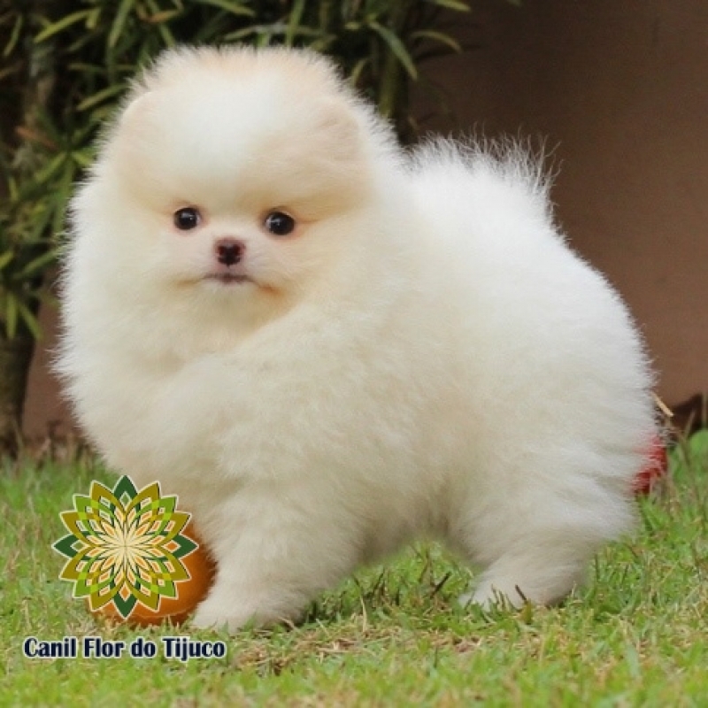 Lulu da Pomerânia Creme Mini Caieras - Lulu da Pomerânia Creme e Branco