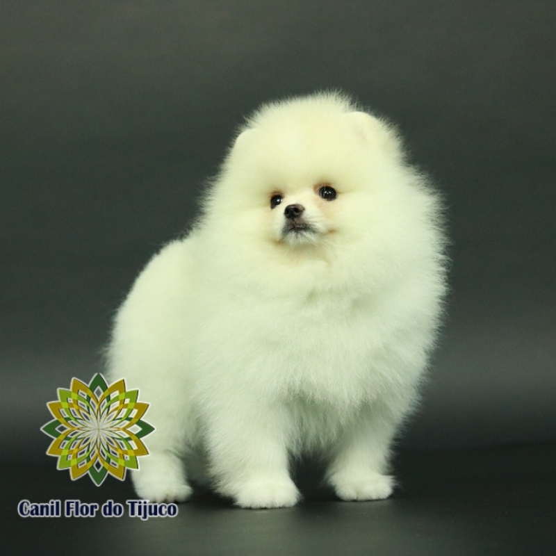 Lulu da Pomerânia Creme Pequeno Preço Juazeiro do Norte - Lulu da Pomerânia Creme Fêmea