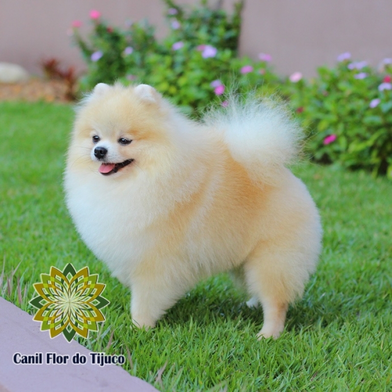 Lulu da Pomerânia Creme Jequitinhonha - Lulu da Pomerânia Creme Fêmea