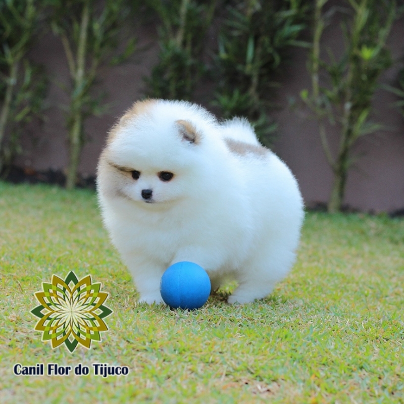 Lulu da Pomerania Filhote Anão Alto do Pari - Lulu da Pomerânia Filhote Mini