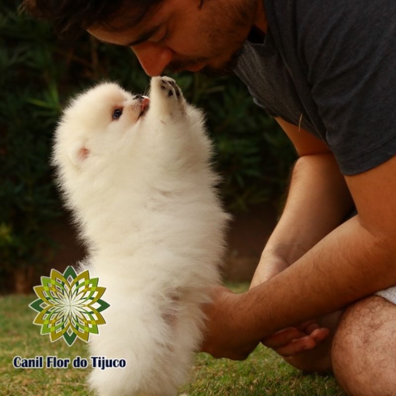 Lulu da Pomerânia Filhote Creme Oeiras - Lulu da Pomerânia Filhote Preto