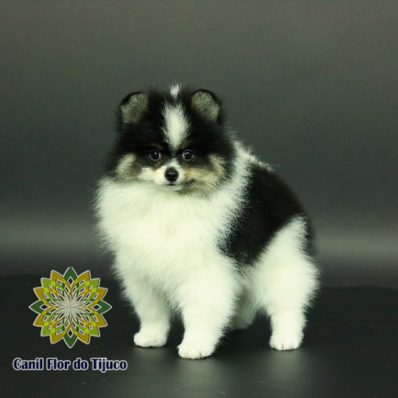 Lulu da Pomerânia Filhote Fêmea Alto Alegre - Lulu da Pomerânia Filhote