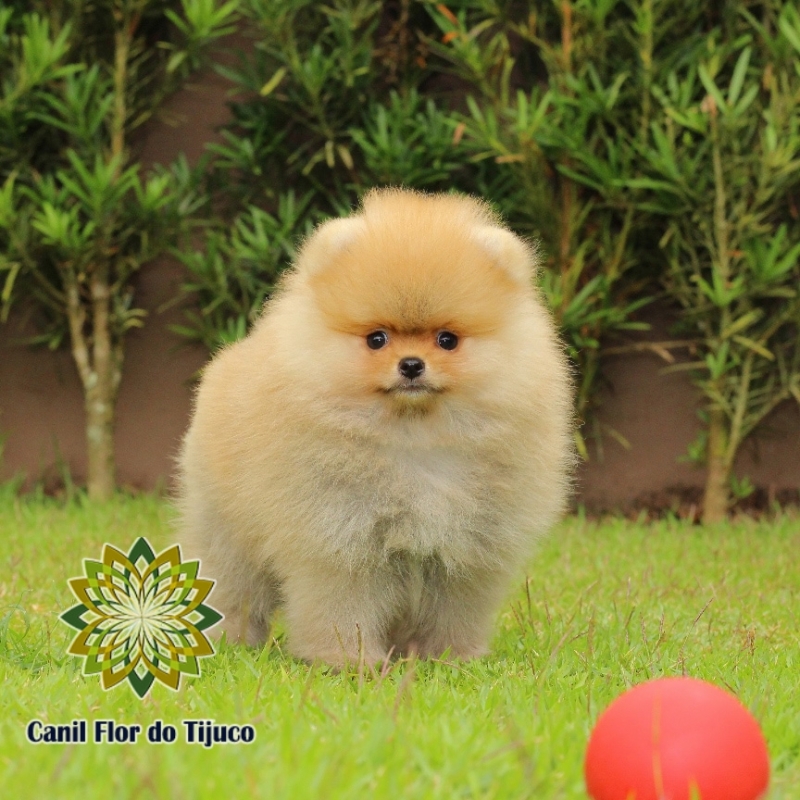 Lulu da Pomerânia Filhote Laranja para Comprar Ibirité - Lulu da Pomerania Filhote Anão