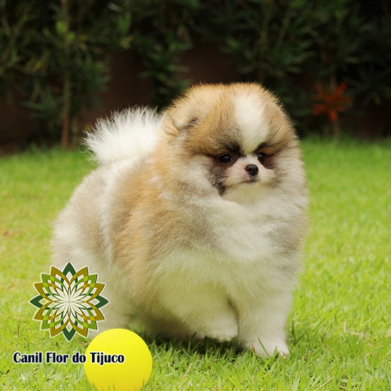 Lulu da Pomerânia Filhote Macho Campo Grande - Lulu da Pomerânia Filhote Mini