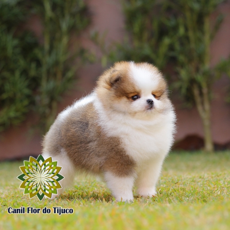 Lulu da Pomerânia Filhote Micro para Comprar Xinguara - Lulu da Pomerânia Filhote Fêmea