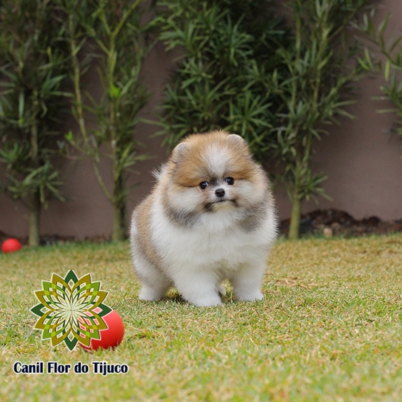 Lulu da Pomerânia Filhote Mini Patos - Lulu da Pomerânia Filhote Laranja