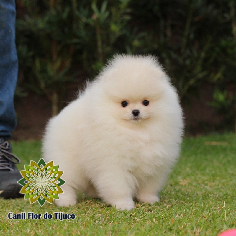 Lulu da Pomerânia Filhote Preto Xinguara - Lulu da Pomerânia Filhote Creme