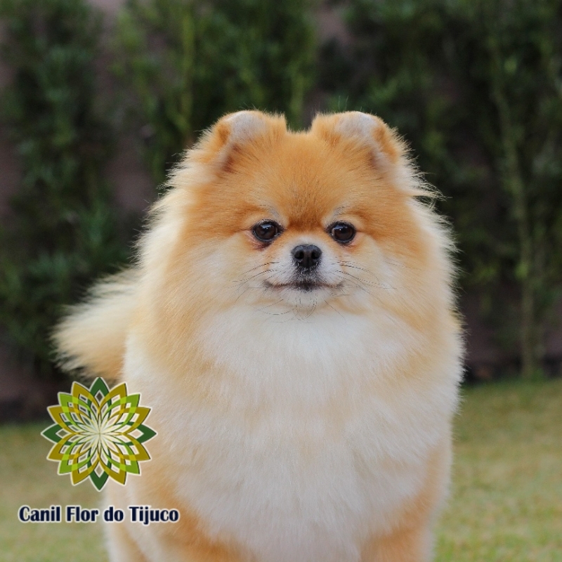 Lulu da Pomerânia Laranja Adulto Cotação Patos - Lulu da Pomerânia da Cor Laranja