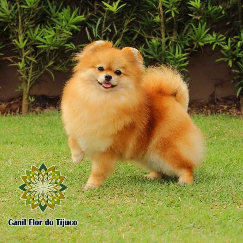 Lulu da Pomerânia Laranja Adulto Nova Petropolis - Lulu da Pomerânia da Cor Laranja