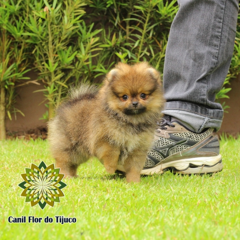 Lulu da Pomerânia Laranja Anão Cotação Pacatuba - Lulu da Pomerânia da Cor Laranja