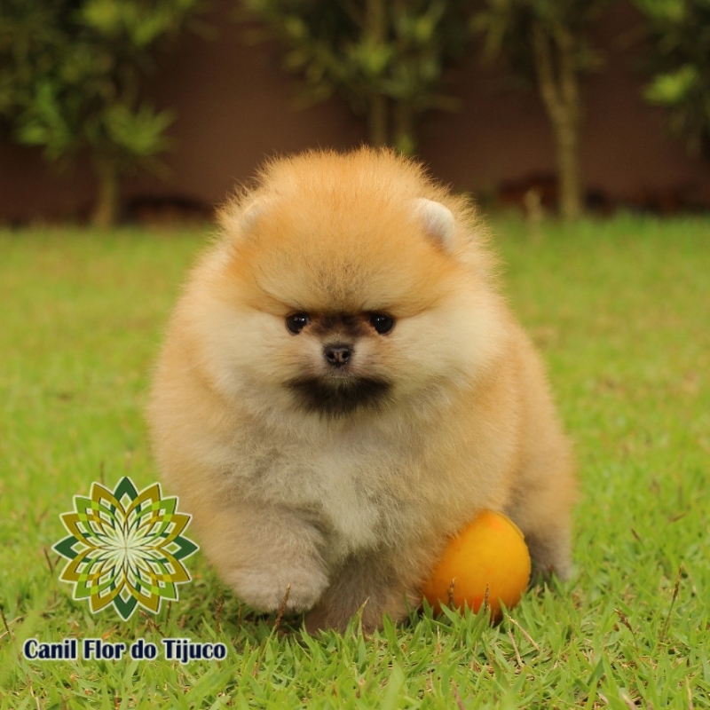 Lulu da Pomerânia Laranja Anão Cariacica - Lulu da Pomerânia Cor Laranja