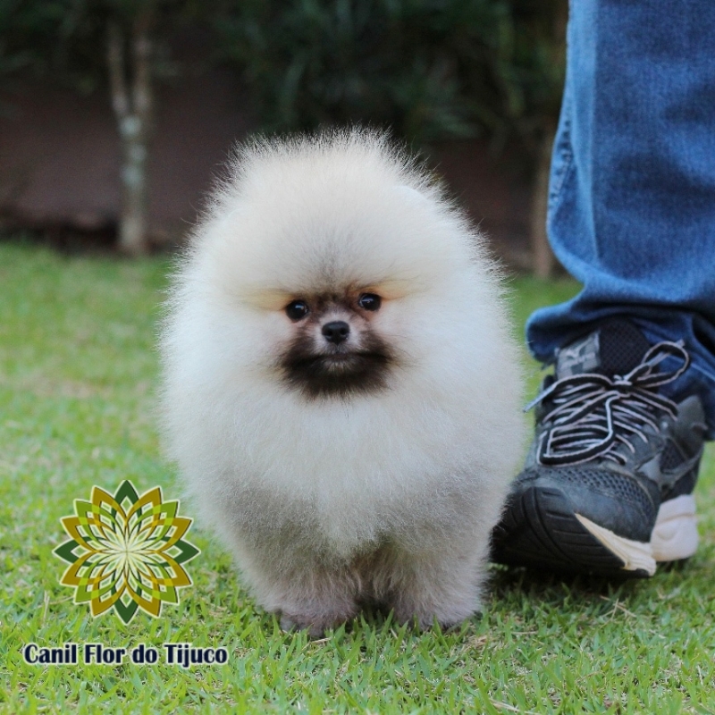 Lulu da Pomerânia Laranja Cotação Estação - Lulu da Pomerânia Laranja Micro