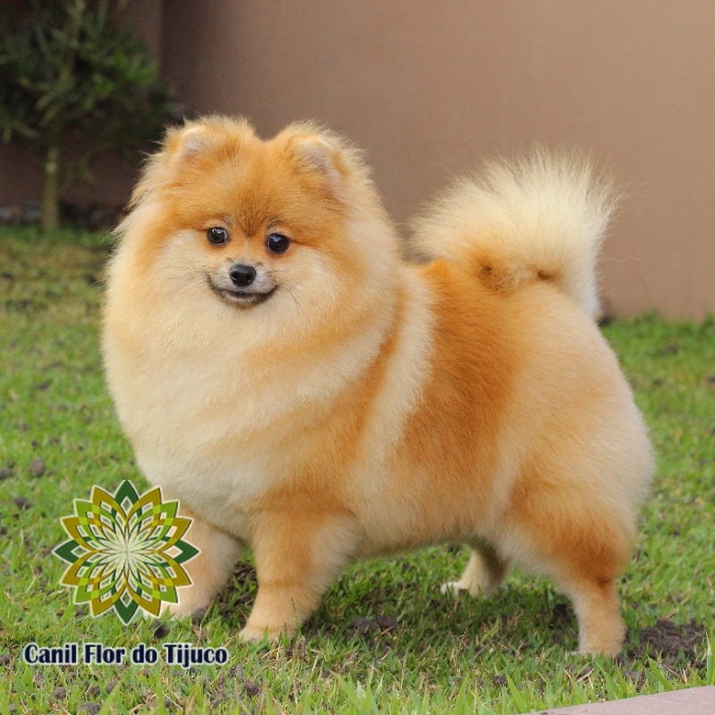 Lulu da Pomerânia Laranja Fêmea Ametista do Sul - Lulu da Pomerânia Laranja Fêmea