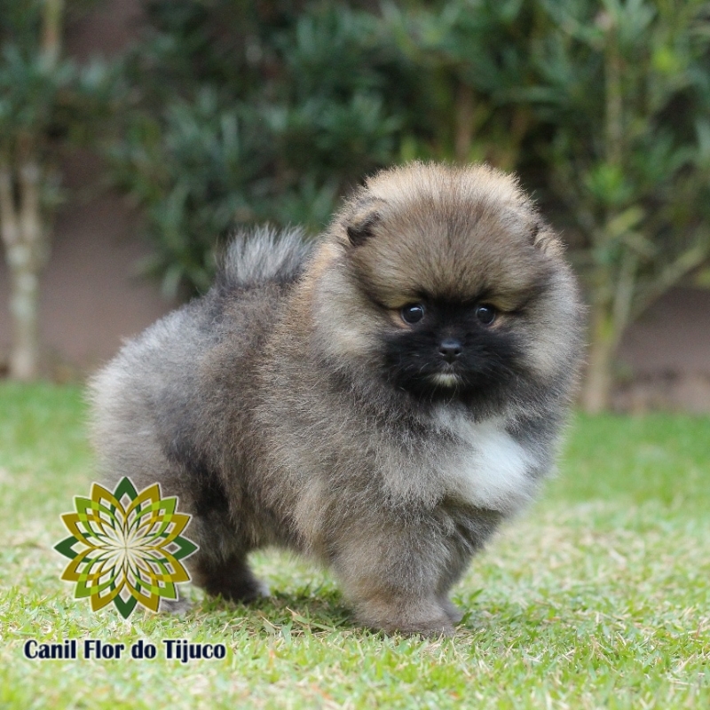 Lulu da Pomerânia Laranja Filhote  Tramandaí - Lulu da Pomerânia Laranja Pequeno