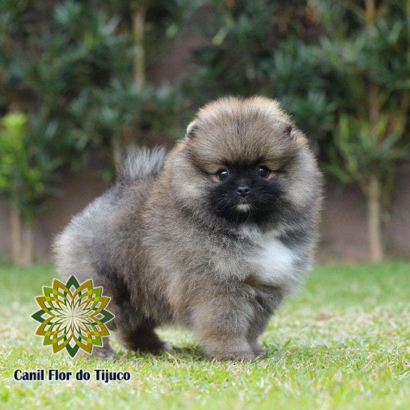 Lulu da Pomerânia Laranja Sergipe - Lulu da Pomerânia da Cor Laranja