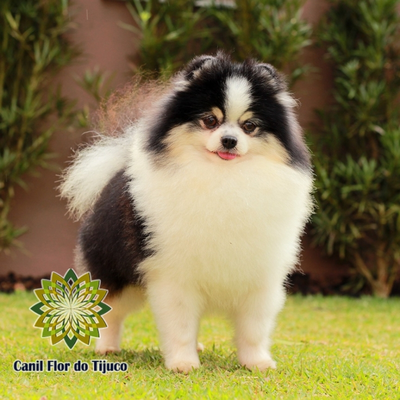 Lulu da Pomerânia Mini Adulto Melhor Preço Campo Grande - Lulu da Pomerânia Mini Adulto