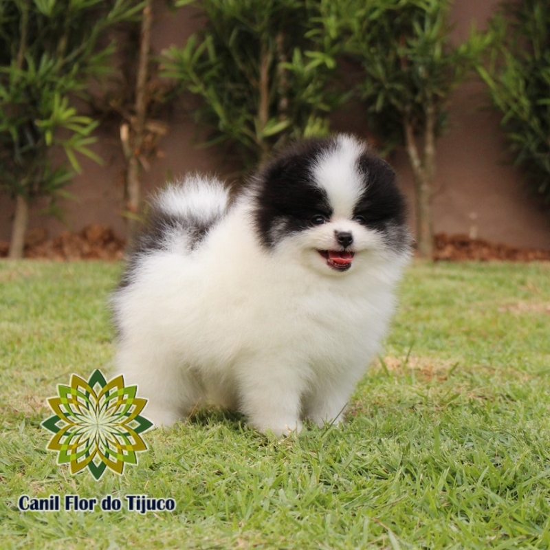 Lulu da Pomerânia Mini Adulto Nova Petropolis - Lulu da Pomerânia Mini Filhote