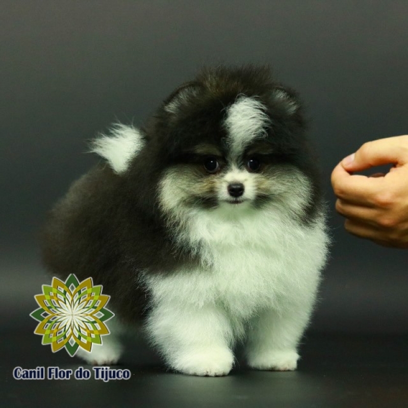 Lulu da Pomerânia Mini Anão Águas Formosas - Lulu da Pomerânia Mini Filhote