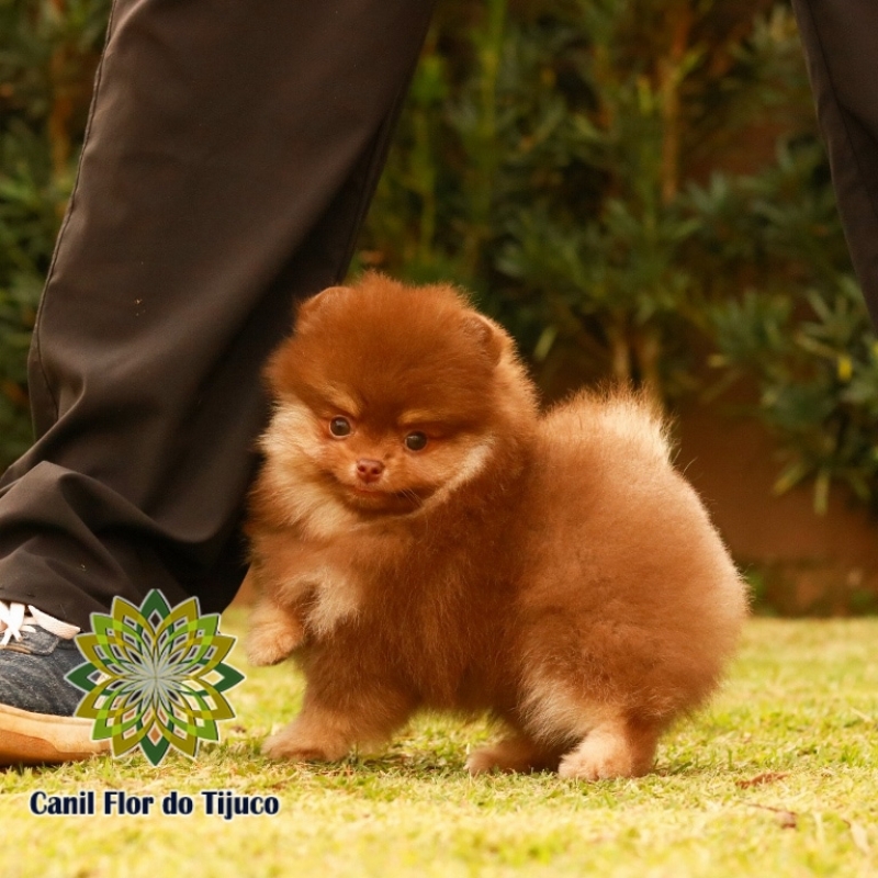 Lulu da Pomerânia Mini Chocolate Águas Formosas - Lulu da Pomerânia Mini Branco