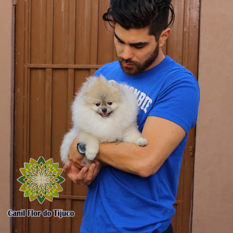 Lulu da Pomerânia Mini Fêmea Melhor Preço Chapadinha - Lulu da Pomerânia Mini Pequeno