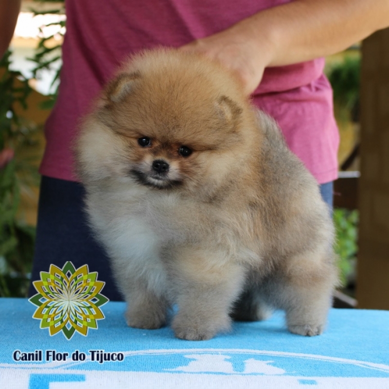 Lulu da Pomerânia Mini Fêmea Capela - Lulu da Pomerânia Mini Chocolate