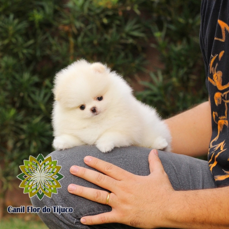 Lulu da Pomerânia Mini Macho Melhor Preço Nova Mamoré - Lulu da Pomerânia Mini Filhote