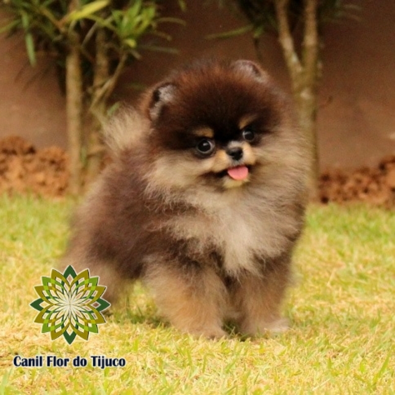 Cão Lulu da Pomerânia Mini Pequeno Penha - Lulu da Pomerânia Mini