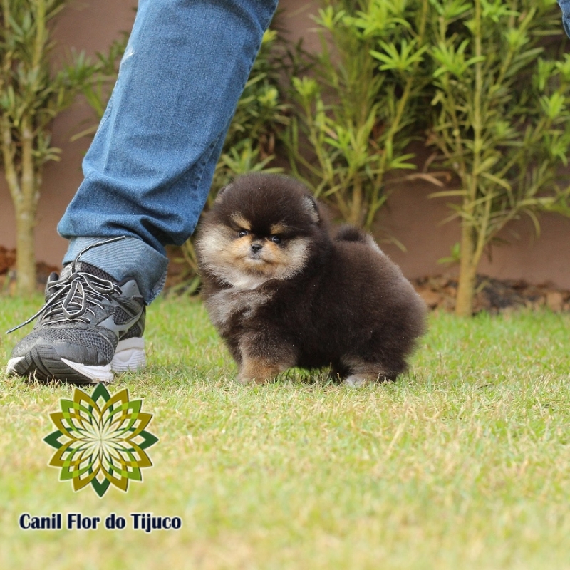 Lulu da Pomerânia Mini Preto Raposo Tavares - Lulu da Pomerânia Mini Fêmea