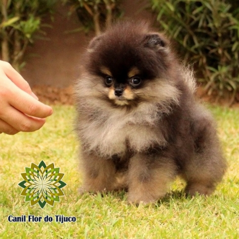 Lulu da Pomerânia Preto Anão Orçamento Natal - Lulu da Pomerânia Preto Mini