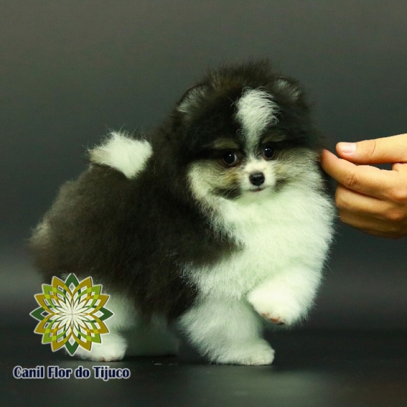 Lulu da Pomerânia Preto e Branco São Bernardo do Campo - Lulu da Pomerânia Preto Filhote